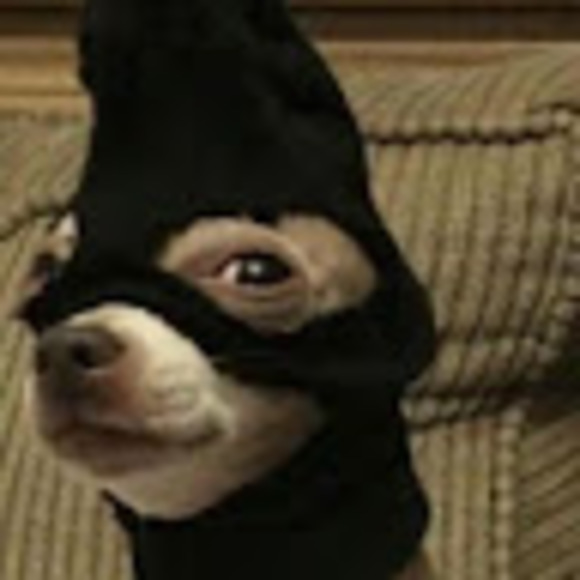 Meet your Posher, Aidan - Picture 1 of 1